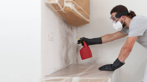 Professional Mold Remediation technician working in Westphalia, MI