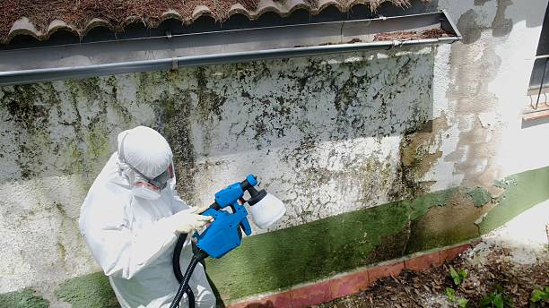 Top rated local Mold Remediation specialists in Westphalia, MI